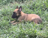 Zusätzliche Fotos: Belgische Malinois-Schäferhundwelpen