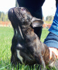 Foto №3. Französische Bulldogge, vielversprechender Welpe. Weißrussland
