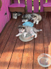 Foto №2 zu Ankündigung № 108125 zu verkaufen alaskan malamute - einkaufen Estland quotient 	ankündigung