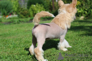 Zusätzliche Fotos: Haarloser männlicher chinesischer Schopfhund.