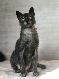 Foto №3. Lykoi - eine Werwolfgesichtskatze. Russische Föderation