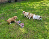 Foto №3. Prachtige Goldendoodle-puppy's beschikbaar. Niederlande