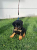 Foto №2 zu Ankündigung № 99479 zu verkaufen rottweiler - einkaufen Serbien 