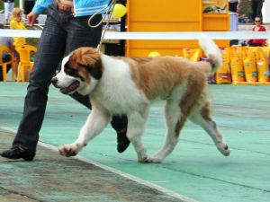 Foto №4. Handler in Ukraine. Ankündigung № 543