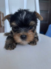 Foto №3. Liebevoller Yorkshire-Terrier-Welpe zum Verkauf bereit.. Deutschland