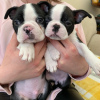 Foto №2 zu Ankündigung № 83107 zu verkaufen boston terrier - einkaufen Deutschland züchter