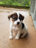 Foto №3. Zeldzame Jack Russell Terrier-Welpen. Niederlande