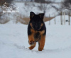 Foto №4. Ich werde verkaufen deutscher schäferhund in der Stadt Kharkov. quotient 	ankündigung, vom kindergarten, züchter - preis - 676€