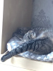 Zusätzliche Fotos: Wundervolle junge Katze Alpha sucht ein Zuhause und eine liebevolle Familie!