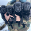 Foto №2 zu Ankündigung № 43015 zu verkaufen labrador retriever - einkaufen Deutschland quotient 	ankündigung, züchter