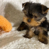 Foto №4. Ich werde verkaufen yorkshire terrier in der Stadt Nürnberg. quotient 	ankündigung - preis - 237€