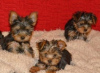 Foto №2 zu Ankündigung № 121057 zu verkaufen yorkshire terrier - einkaufen Deutschland züchter