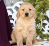 Foto №1. golden retriever - zum Verkauf in der Stadt Larnaca | 700€ | Ankündigung № 103932