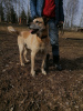 Foto №4. Ich werde verkaufen mischlingshund in der Stadt Pushkino. quotient 	ankündigung - preis - Frei