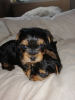 Zusätzliche Fotos: Yorkshire-Terrier-Babys können reserviert werden. Verkaufen