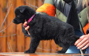Foto №3. schwarzer langhaariger Schäferhund ab 19.11, KSU / FCI. Ukraine