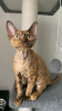 Foto №1. devon rex - zum Verkauf in der Stadt Беларусь | verhandelt | Ankündigung № 82796