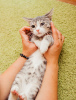 Zusätzliche Fotos: Kätzchen Korzhik in guten Händen