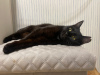 Zusätzliche Fotos: Eine wundervolle junge Katze Agatha sucht ein Zuhause und eine liebevolle