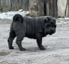 Foto №3. Shar Pei FCI Welpe. Polen