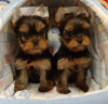 Foto №2 zu Ankündigung № 43045 zu verkaufen yorkshire terrier - einkaufen Deutschland züchter