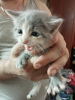 Zusätzliche Fotos: Flauschige Kätzchen einer Perserkatze