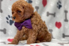 Foto №3. Wunderschöne Cavapoo-Welpen zur kostenlosen Adoption. Deutschland