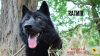 Zusätzliche Fotos: Russischer Hybrid-Wolfshund zu verkaufen