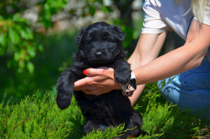 Foto №2 zu Ankündigung № 6523 zu verkaufen deutscher schäferhund - einkaufen Ukraine vom kindergarten