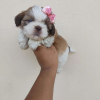 Foto №2 zu Ankündigung № 42827 zu verkaufen shih tzu - einkaufen USA züchter