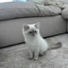 Foto №2 zu Ankündigung № 89863 zu verkaufen sibirische katze - einkaufen Australien 