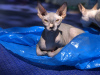 Foto №4. Ich werde verkaufen sphynx cat in der Stadt Zürich. quotient 	ankündigung - preis - verhandelt
