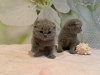 Foto №3. Schöne geimpfte Scottish Fold-Kätzchen jetzt verfügbar. Deutschland