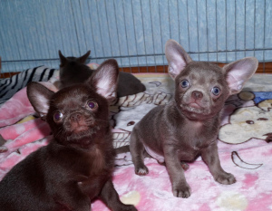 Foto №3. Chihuahua Jungs. Ukraine