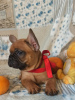 Foto №1. französische bulldogge - zum Verkauf in der Stadt Zaporizhia | 352€ | Ankündigung № 8962