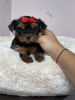 Foto №4. Ich werde verkaufen yorkshire terrier in der Stadt Minsk. quotient 	ankündigung - preis - 281€