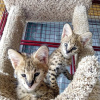 Foto №2 zu Ankündigung № 99646 zu verkaufen savannah-katze - einkaufen Österreich quotient 	ankündigung, vom kindergarten, aus dem tierheim