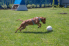 Foto №3. Der freundlichste, sonnige Pitbull Iskander sucht ein Zuhause!. Russische Föderation