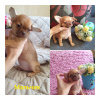 Zusätzliche Fotos: Chihuahuawelpen zu verkaufen