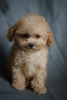 Foto №3. Luxuriöser Junge Maltipoo Micro Mini, Tikap. Deutschland