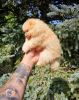Zusätzliche Fotos: Pomeranian-Babys mit überlegener Genetik