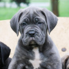 Foto №4. Ich werde verkaufen cane corso italiano in der Stadt München. quotient 	ankündigung - preis - Frei