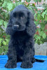 Foto №2 zu Ankündigung № 113038 zu verkaufen english cocker spaniel - einkaufen Serbien 