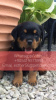 Foto №1. rottweiler - zum Verkauf in der Stadt Wolgograd | 426€ | Ankündigung № 107025