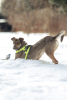 Zusätzliche Fotos: Der kluge und freundliche Hund Sam sucht ein Zuhause! In guten Händen