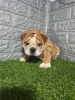 Foto №2 zu Ankündigung № 114655 zu verkaufen englische bulldogge - einkaufen Serbien züchter