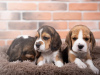 Foto №2 zu Ankündigung № 103659 zu verkaufen beagle - einkaufen Deutschland quotient 	ankündigung