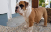 Foto №2 zu Ankündigung № 103480 zu verkaufen englische bulldogge - einkaufen Deutschland 