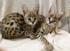 Foto №3. Neugeborene Servalkatze zu verkaufen. Deutschland