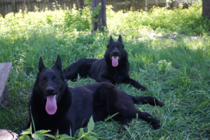 Zusätzliche Fotos: 4 Monate alter schwarzer Schäferhund von zwei schwarzen Produzenten KSU